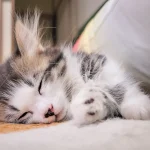 睡眠で美しく痩せる！